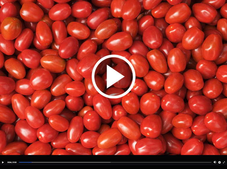 bp16-produtor-tomate-grape-kano-tomates-piedade